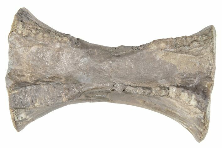 Triassic Theropod Dinosaur (Coelophysis) Vertebra - Arizona #265684